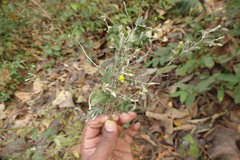 Crotalaria evolvuloides